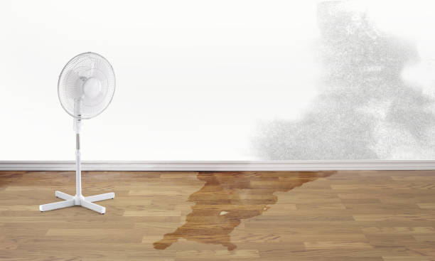 Best Mold removal after water damage  in Houston, TX