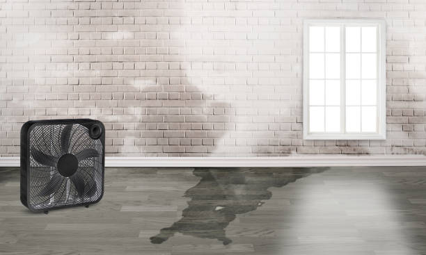 Best Flood damage cleanup  in Houston, TX